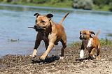 STAFFIE 187